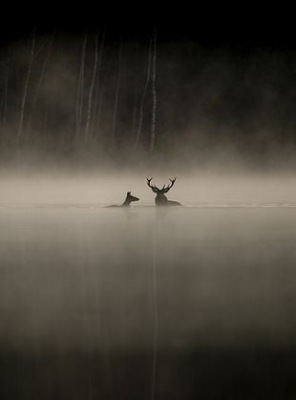 Le Chant des forêts